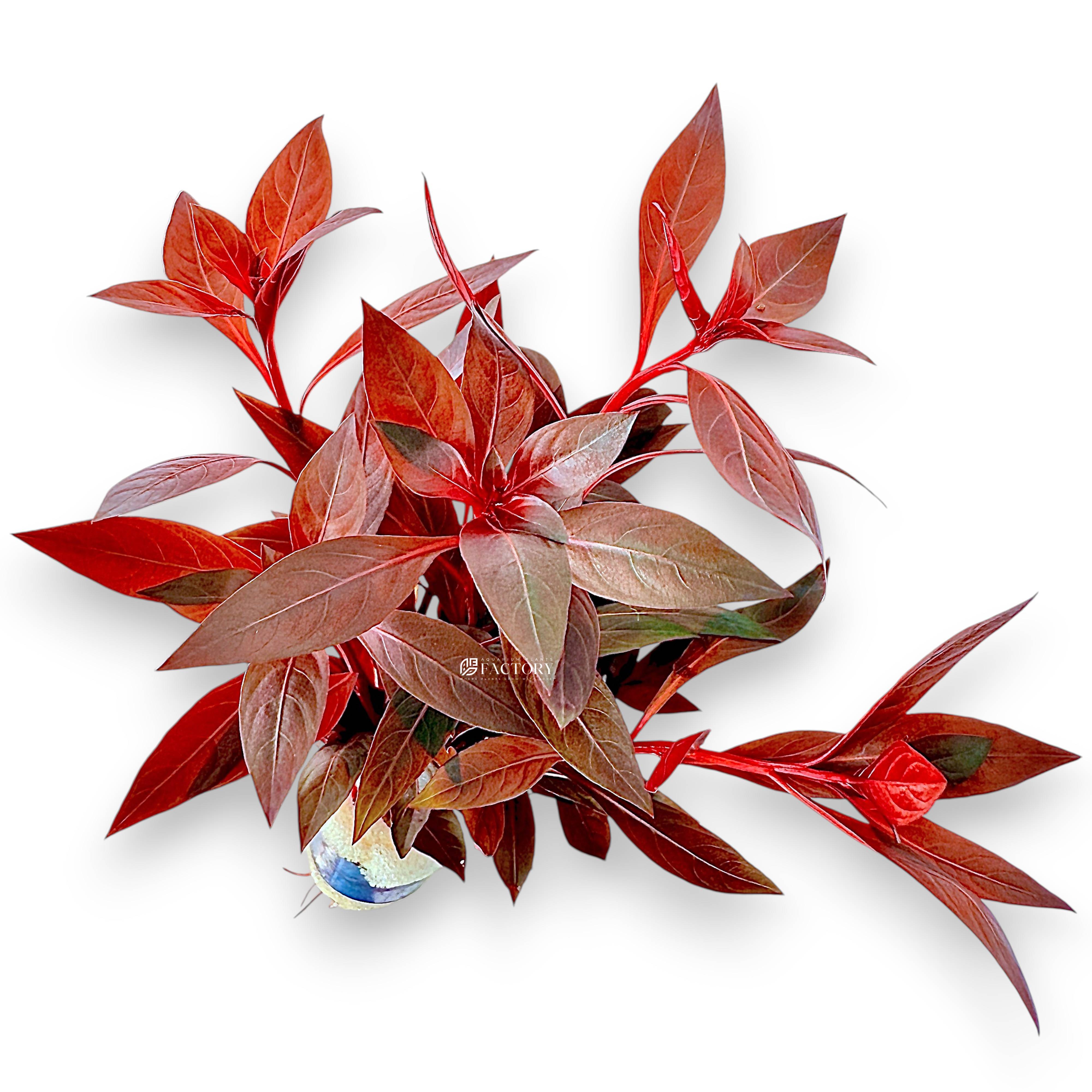 Close-up of Ludwigia Peruensis stems showing wine-red foliage under strong lighting.