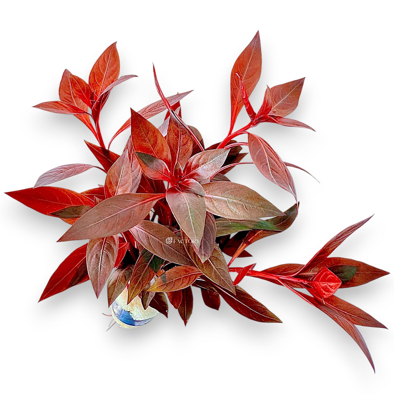 Close-up of Ludwigia Peruensis stems showing wine-red foliage under strong lighting.