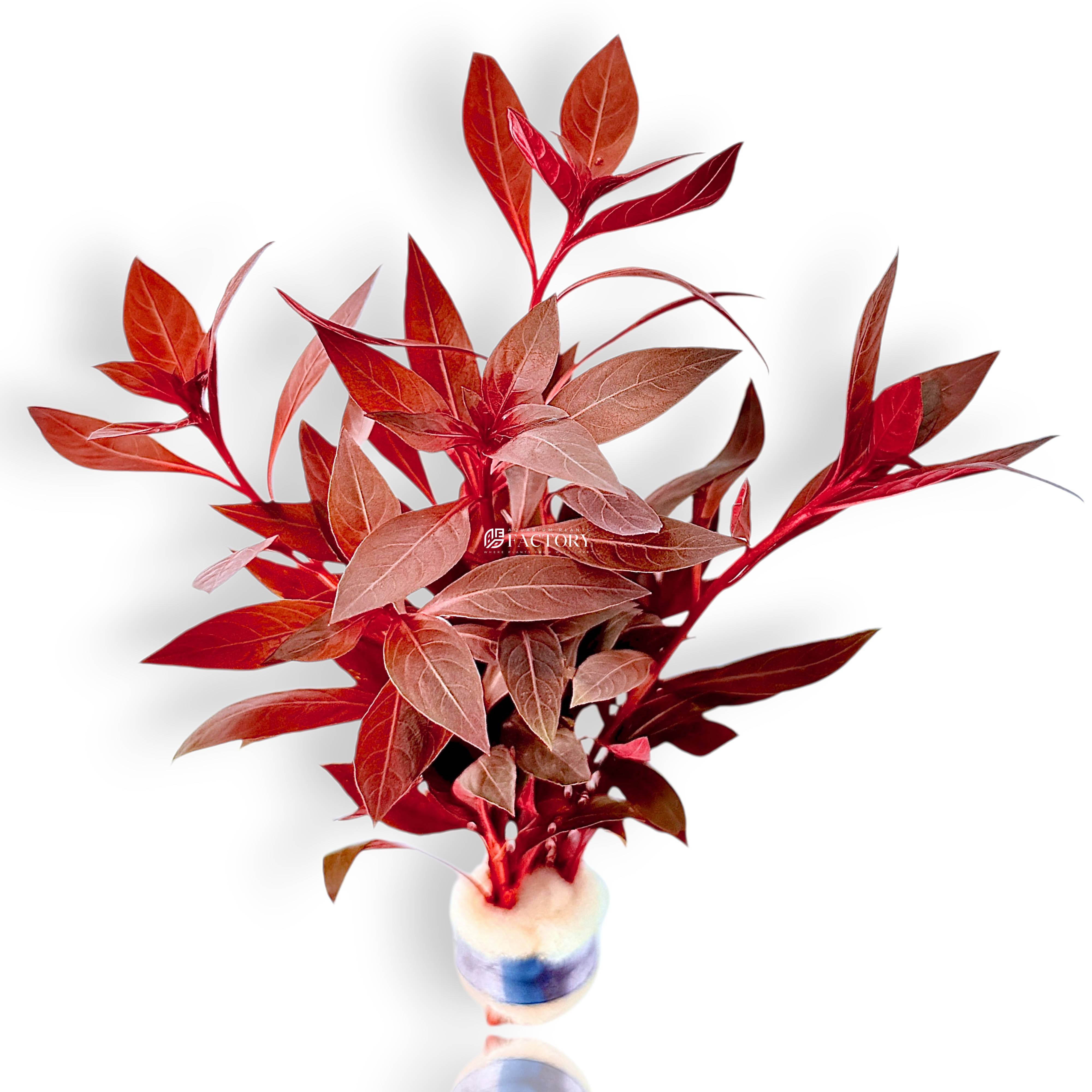 Ludwigia glandulosa aquarium plant with vivid red lance-shaped leaves in a planted tank.