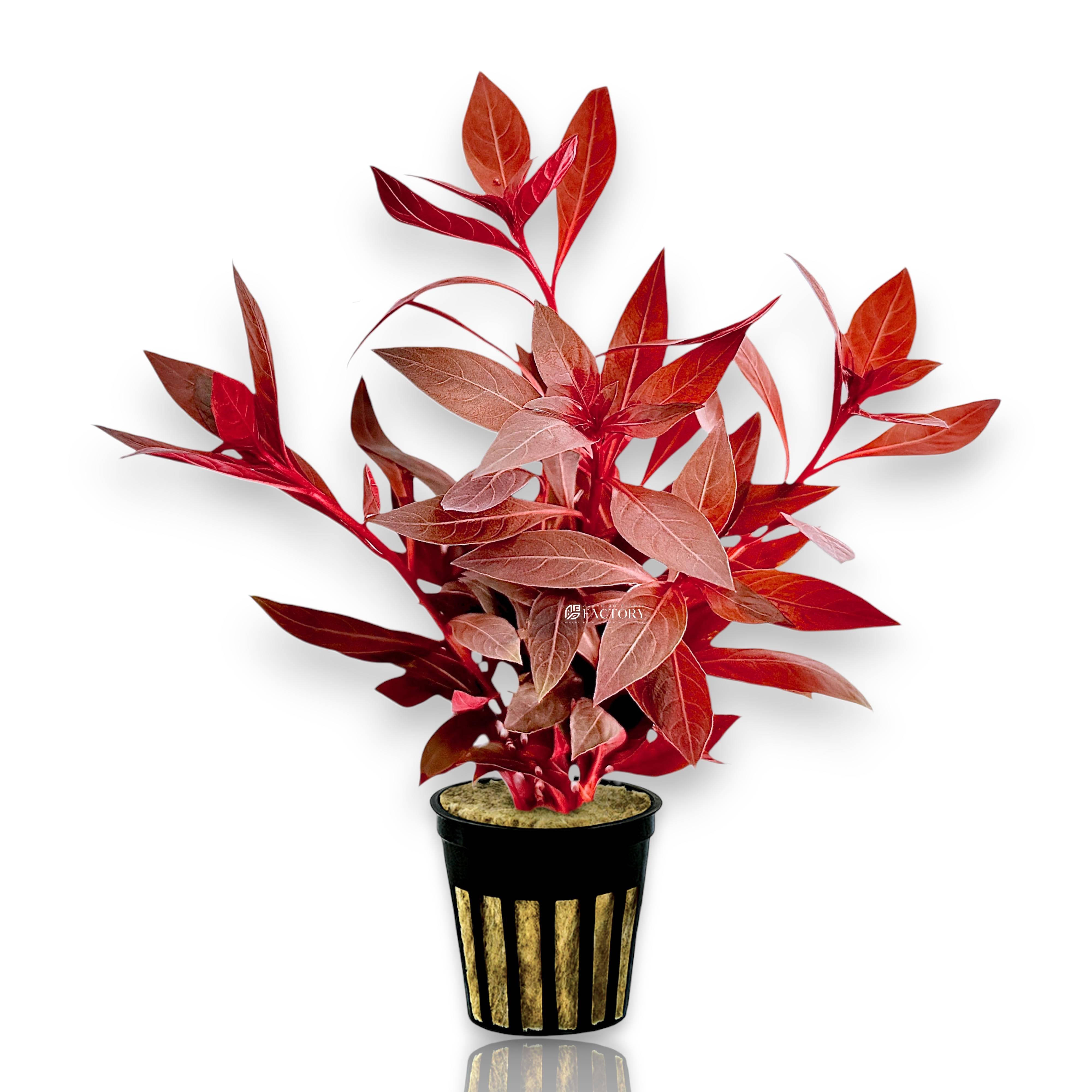 Potted Ludwigia glandulosa with upright stems and burgundy leaves in rockwool net pot.