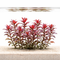 Ludwigia Peruensis (Ludwigia glandulosa) aquarium plant with deep red stems and lance-shaped leaves