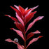 Ludwigia Rubin Red Diamond live aquarium stem plant with vibrant wine-red leaves in a high-tech aquascape layout.