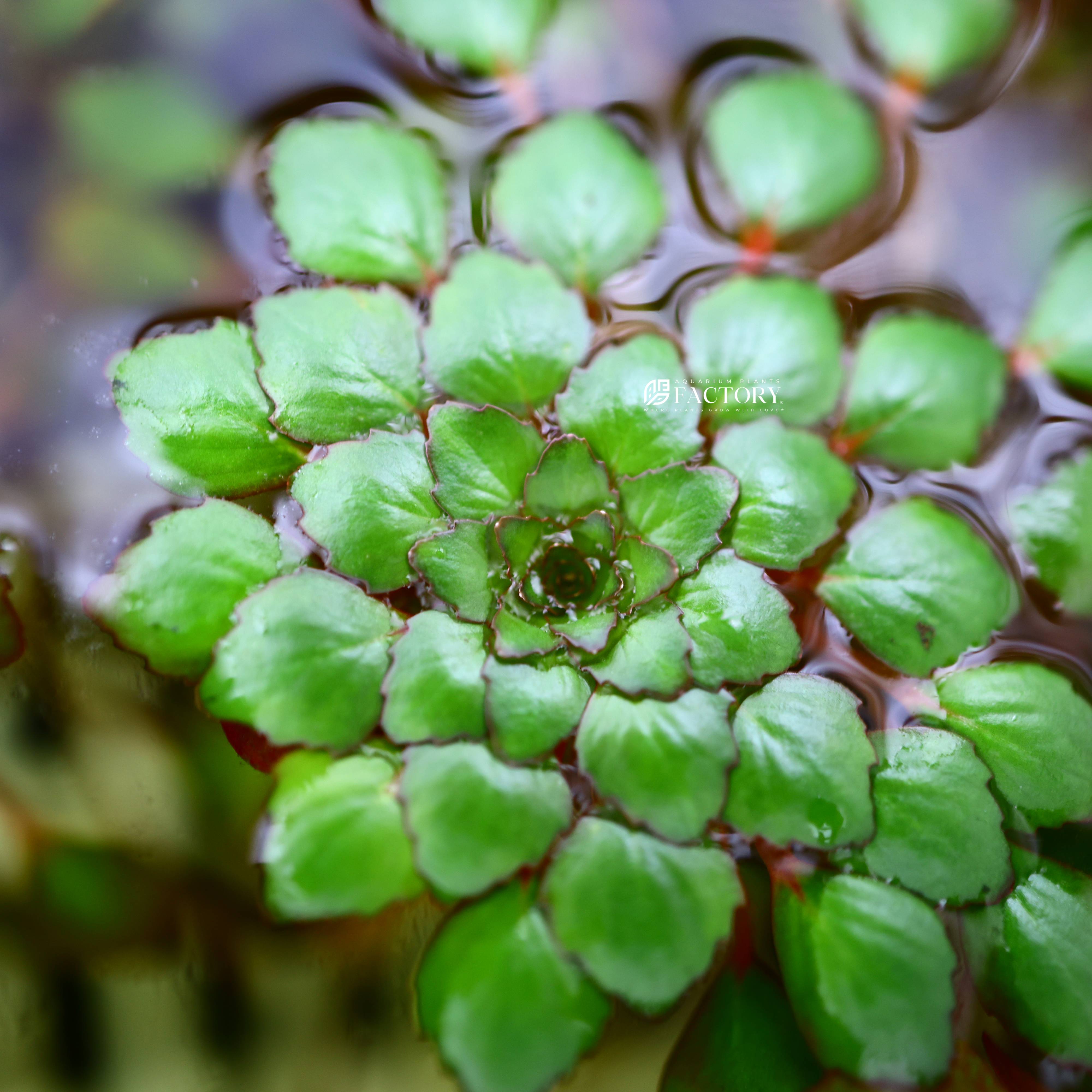 Close-up of Ludwigia sedioides forming a floating rosette with red-edged leaves
