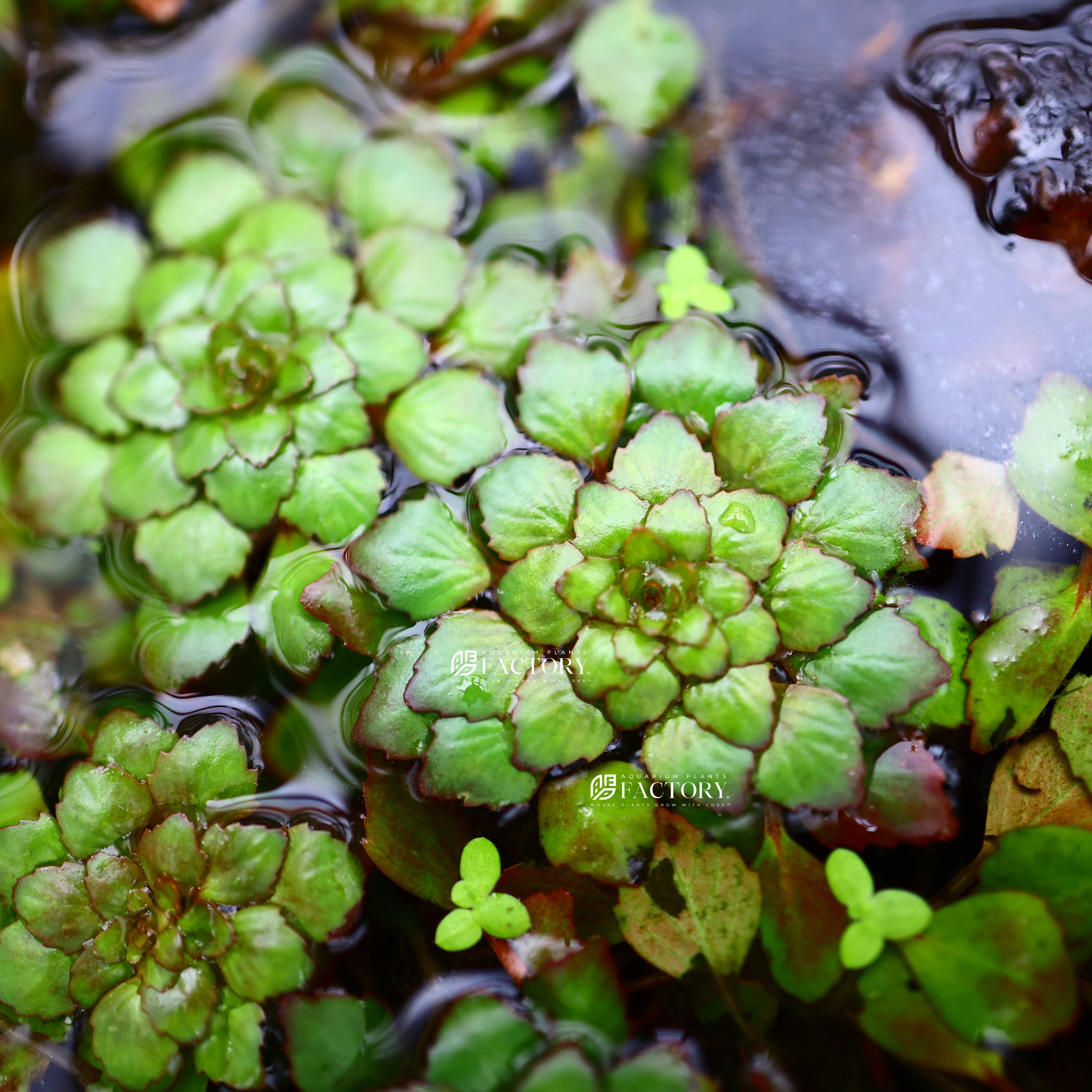 Ludwigia sedioides floating peacefully with symmetrical leaf patterns
