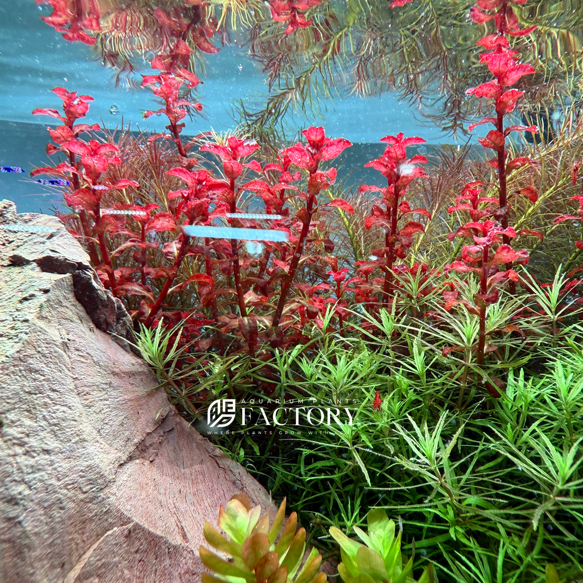 Ludwigia Senegalensis live aquarium plant