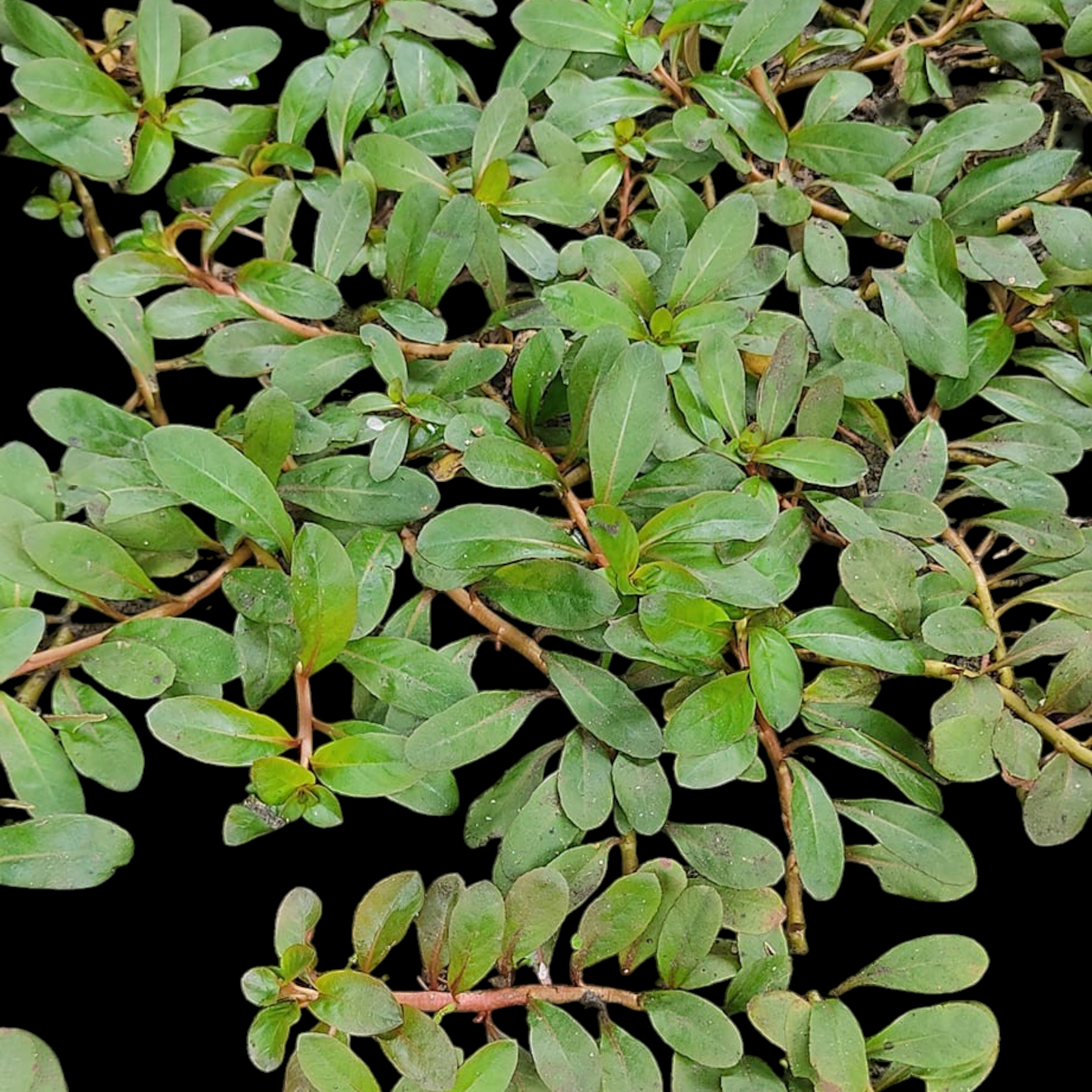 Top view of Ludwigia sphaerocarpa in its emersed form showing compact, shrubby growth