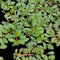 Top view of Ludwigia sphaerocarpa in its emersed form showing compact, shrubby growth