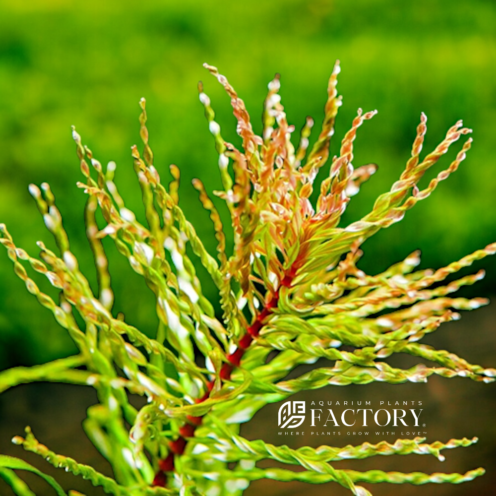 Ludwigia Tornado aquarium plant, photo 2