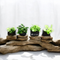 Luxury Anubias Collection with premium variegated plants, securely anchored on driftwood with pre-drilled holes, providing natural root expansion and minimal maintenance.