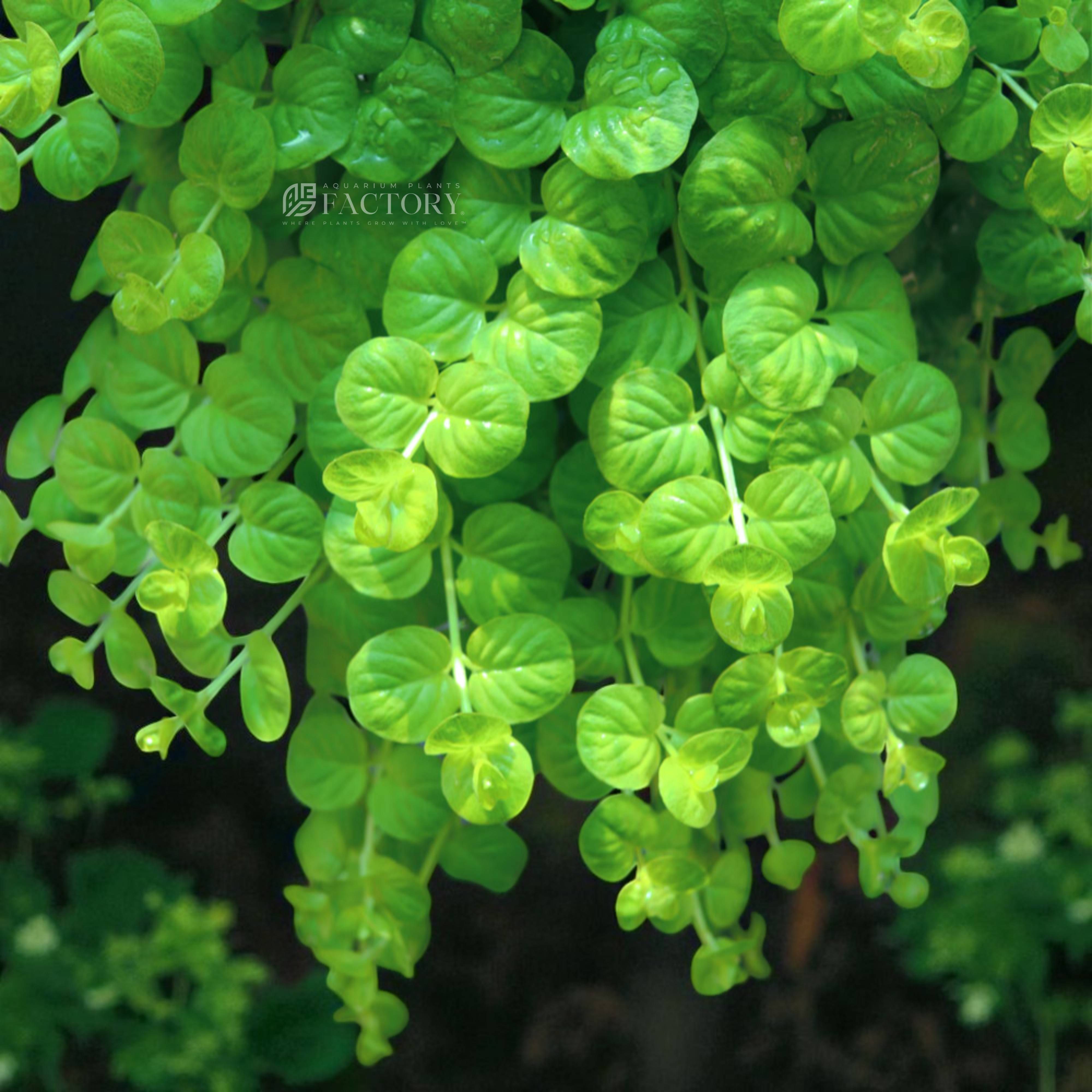 Golden Creeping Jenny