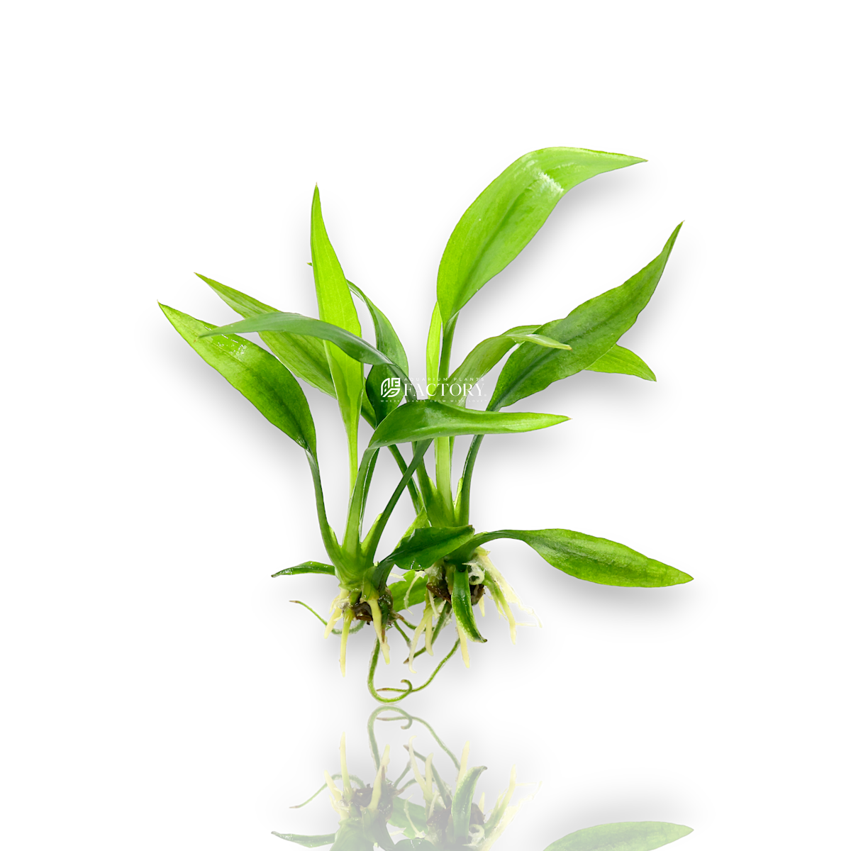 Lagenandra Ovata (Malayan Sword) aquarium plant