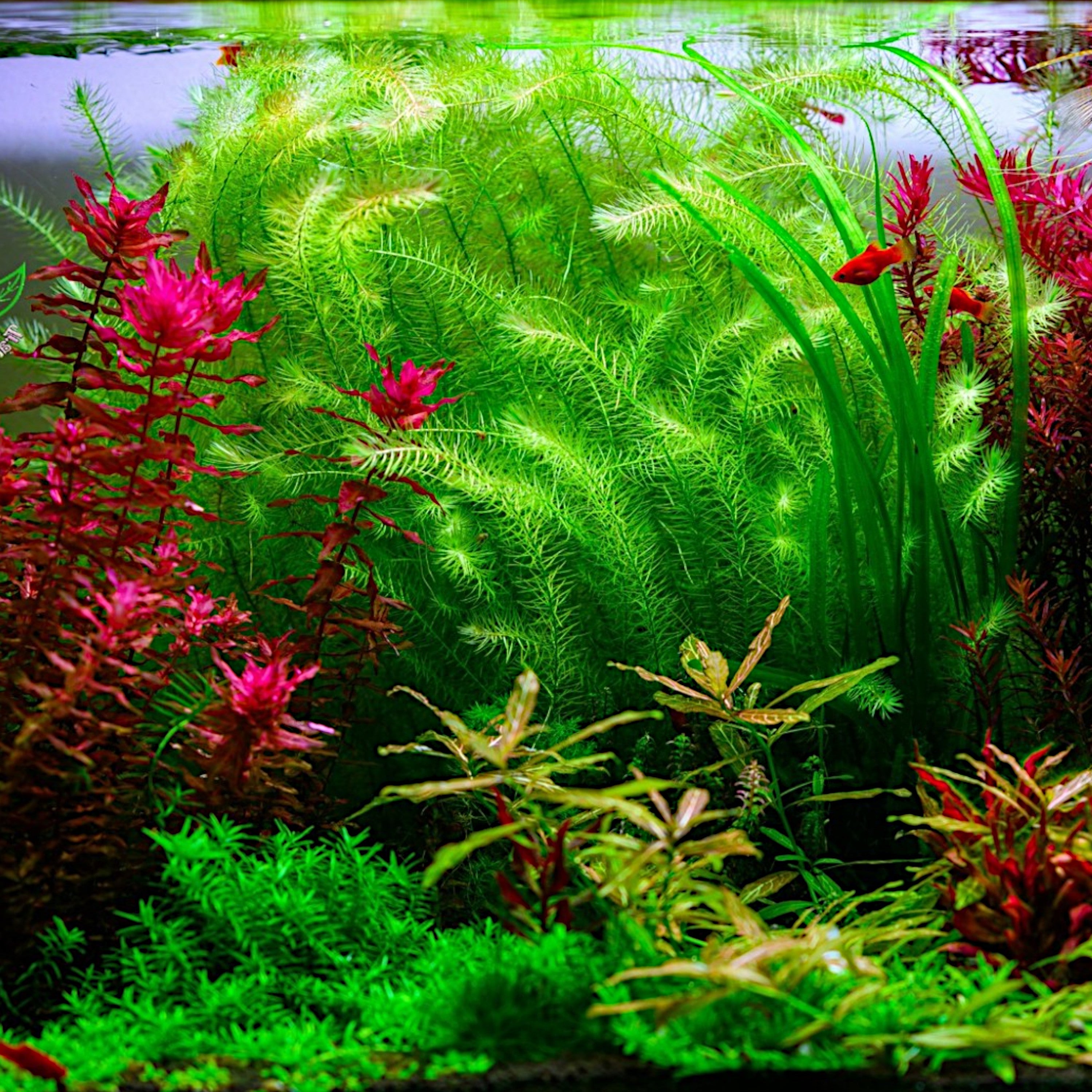Mayaca fluviatilis stem plant with feathery green leaves in aquarium