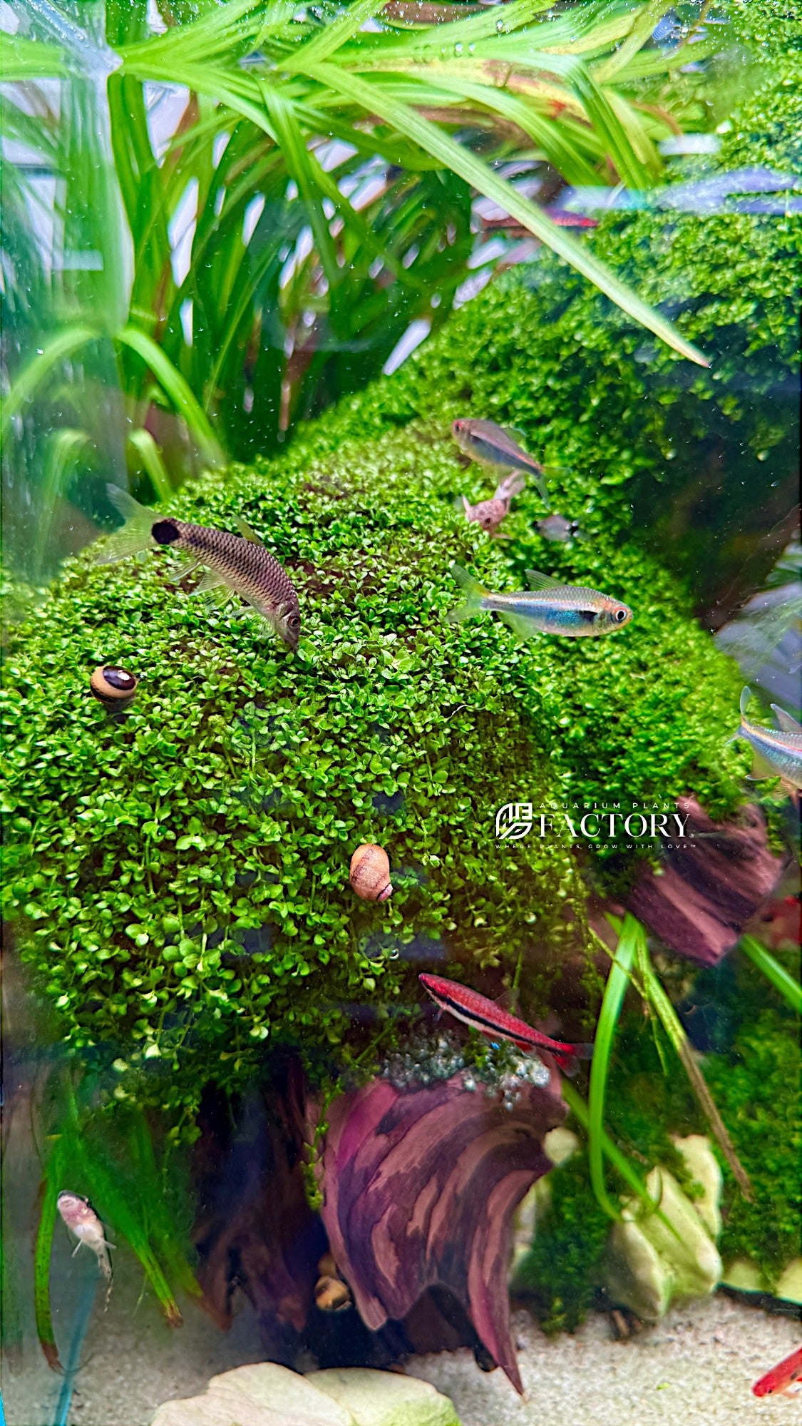 Dwarf Baby Tears are prized for their tiny, bright green leaves and their ability to form a dense, lush carpet in the foreground of aquariums. This plant creates a beautiful and natural-looking aquascape, adding a vibrant touch to any tank.