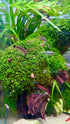 Dwarf Baby Tears are prized for their tiny, bright green leaves and their ability to form a dense, lush carpet in the foreground of aquariums. This plant creates a beautiful and natural-looking aquascape, adding a vibrant touch to any tank.