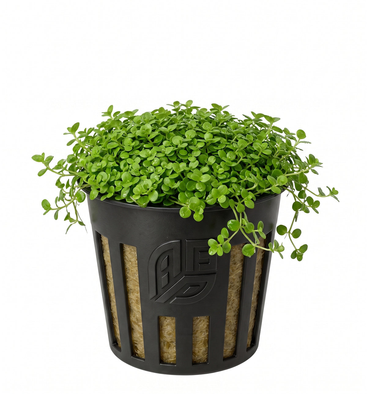Potted Micranthemum Monte Carlo aquarium plant featuring a dense carpet of small, bright green round leaves in a black plastic net pot against a solid white background.