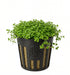 Potted Micranthemum Monte Carlo aquarium plant featuring a dense carpet of small, bright green round leaves in a black plastic net pot against a solid white background.
