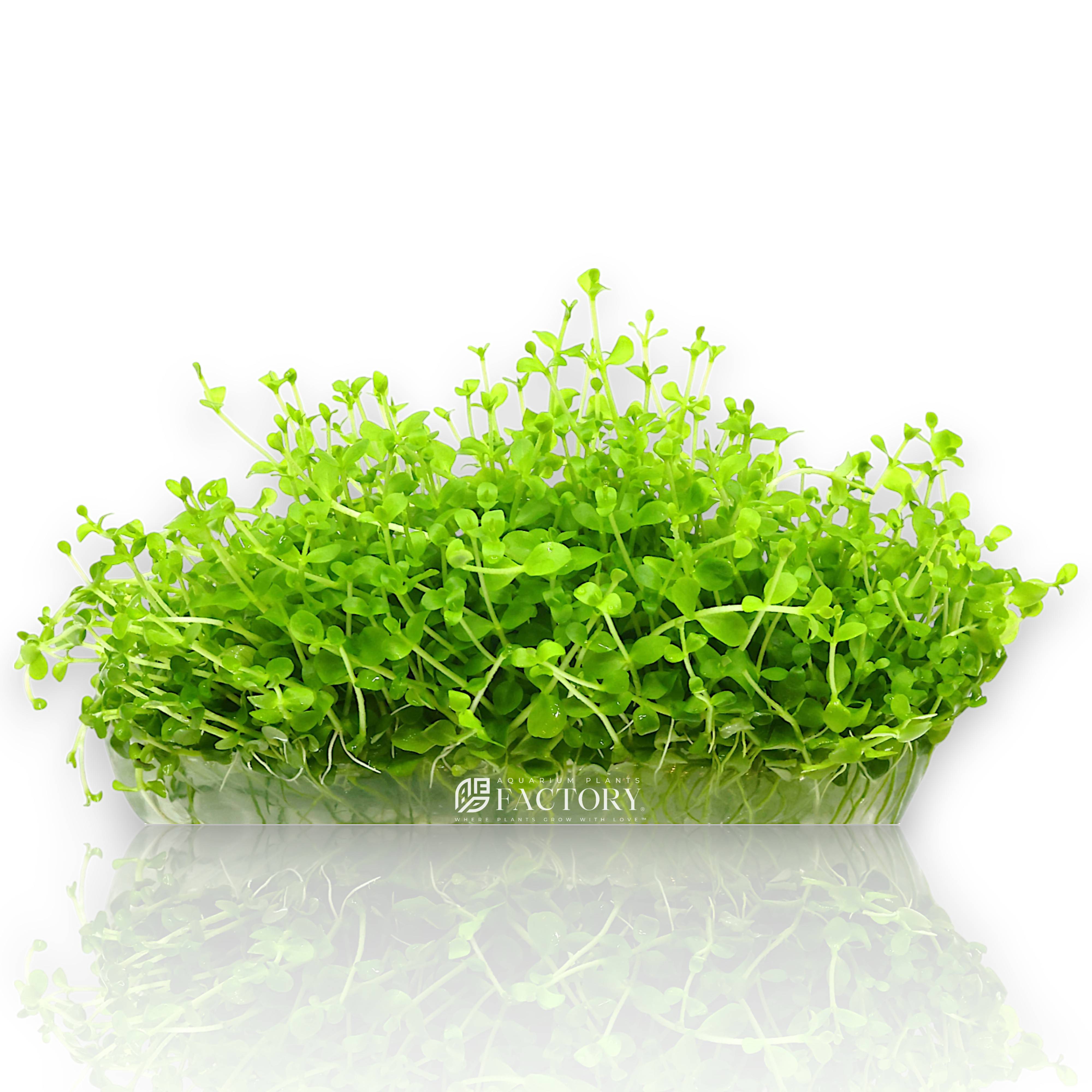 Micranthemum tweediei 'Monte Carlo', one of the most popular modern carpeting plants in the aquascaping world. Commonly known as Monte Carlo, MC, or New Large Pearl Grass, this versatile species forms a dense, bright green carpet that brings a natural meadow-like feel to both small and large planted tanks.