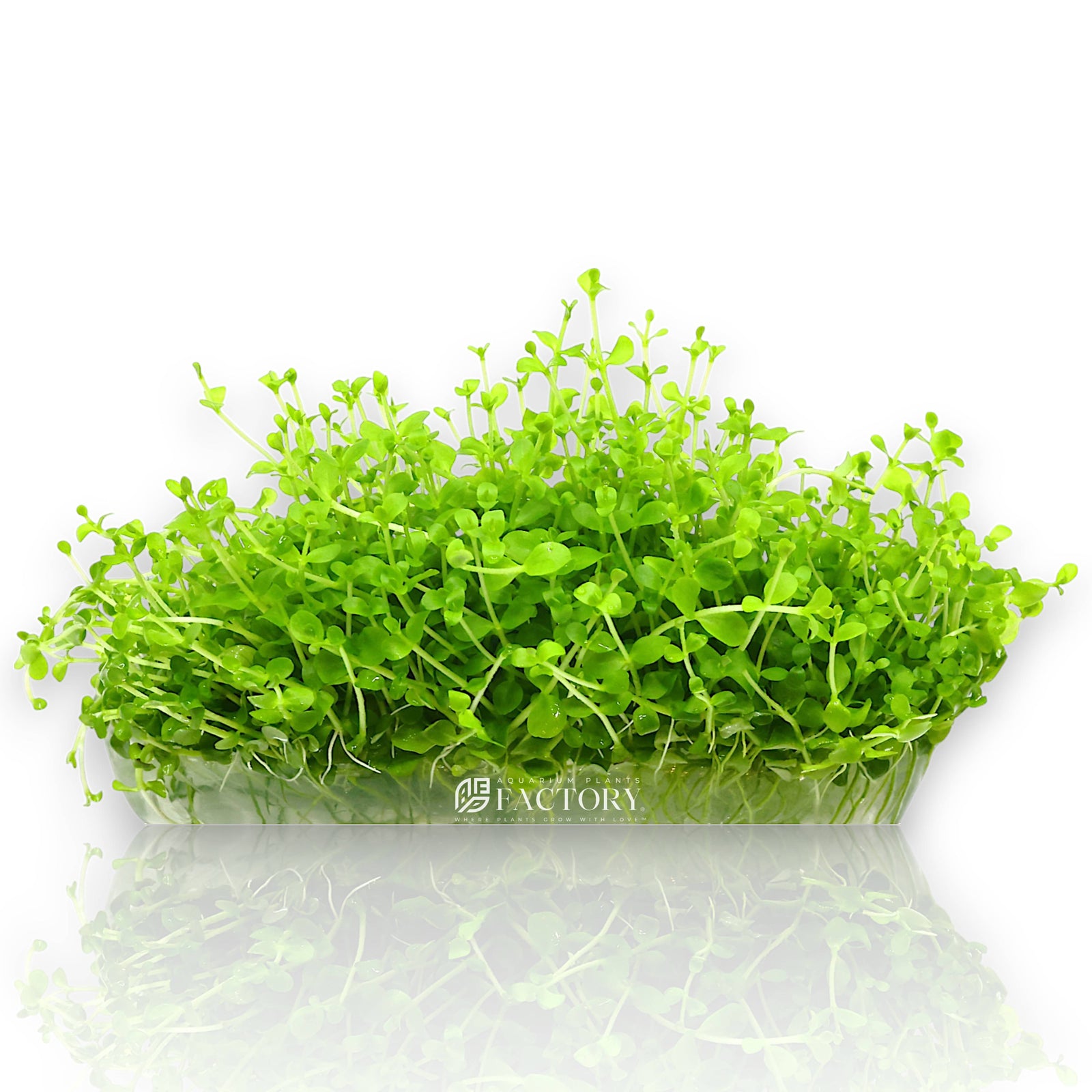 Micranthemum tweediei 'Monte Carlo', one of the most popular modern carpeting plants in the aquascaping world. Commonly known as Monte Carlo, MC, or New Large Pearl Grass, this versatile species forms a dense, bright green carpet that brings a natural meadow-like feel to both small and large planted tanks.