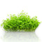 Micranthemum tweediei 'Monte Carlo', one of the most popular modern carpeting plants in the aquascaping world. Commonly known as Monte Carlo, MC, or New Large Pearl Grass, this versatile species forms a dense, bright green carpet that brings a natural meadow-like feel to both small and large planted tanks.