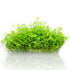 Micranthemum tweediei 'Monte Carlo', one of the most popular modern carpeting plants in the aquascaping world. Commonly known as Monte Carlo, MC, or New Large Pearl Grass, this versatile species forms a dense, bright green carpet that brings a natural meadow-like feel to both small and large planted tanks.