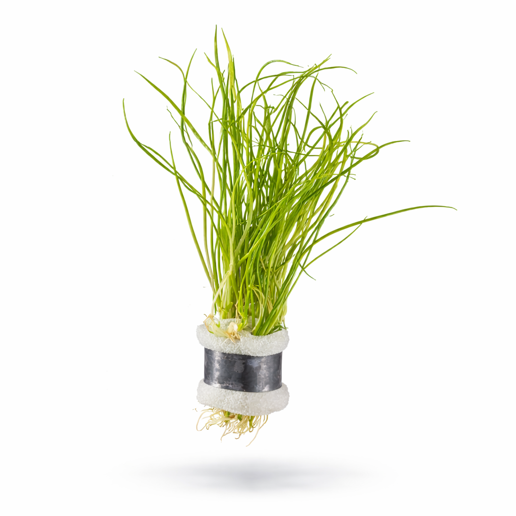 Micro Sword Narrow Leaf (Lilaeopsis mauritiana) aquarium foreground plant with thin grass-like green leaves, bare-root aquatic plant isolated on white background.