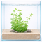 Mint Creeping Charlie (Clinopodium brownei) aquarium plant growing in a clear aquascape tank with sandy substrate and rocks, bright green creeping stems ideal for planted aquariums