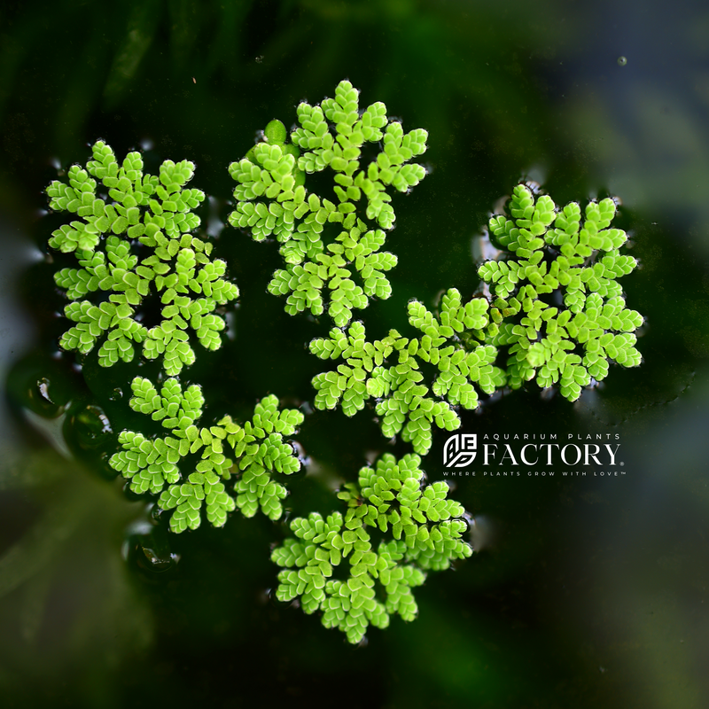 Cultivating Azolla is relatively straightforward. It thrives in freshwater environments with still or slow-moving water and prefers moderate to high levels of sunlight. Azolla can tolerate a wide range of temperatures, but optimal growth typically occurs between 77°F to 86°F (25°C to 30°C).