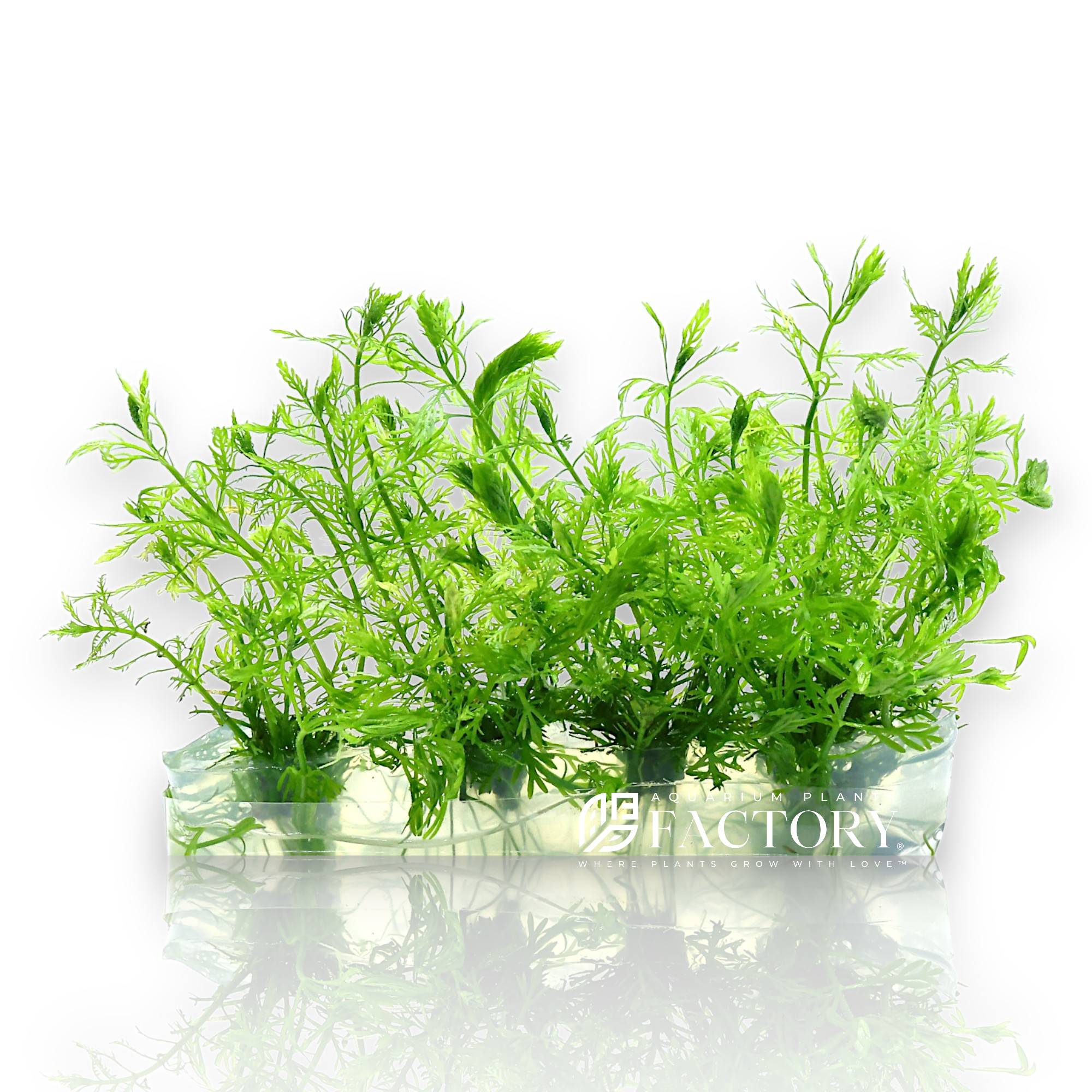 Myriophyllum Elatinoides, commonly known as Parrot's Feather, is a breathtaking aquatic plant prized for its fine, feathery foliage and elegant growth habit. Perfect for creating flowing textures and natural movement in a planted aquarium, this species thrives under a variety of conditions, making it a standout choice for beginners, hobbyists, and aquascaping experts alike