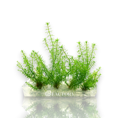 Myriophyllum Guyana is a beautiful and versatile aquatic plant that adds elegance to any aquarium. Known for its delicate, feathery foliage, this plant is a favorite among aquascaping enthusiasts looking to create lush, green underwater landscapes.