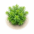 Emerged Myriophyllum mattogrossense showing robust green stems and serrated leaves before aquarium transition.