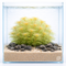 Myriophyllum mattogrossense 'Golden' aquarium plant – rare golden stem plant with fine feathery leaves for aquascaping by Aquarium Plants Factory.