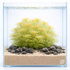 Myriophyllum mattogrossense 'Golden' aquarium plant – rare golden stem plant with fine feathery leaves for aquascaping by Aquarium Plants Factory.