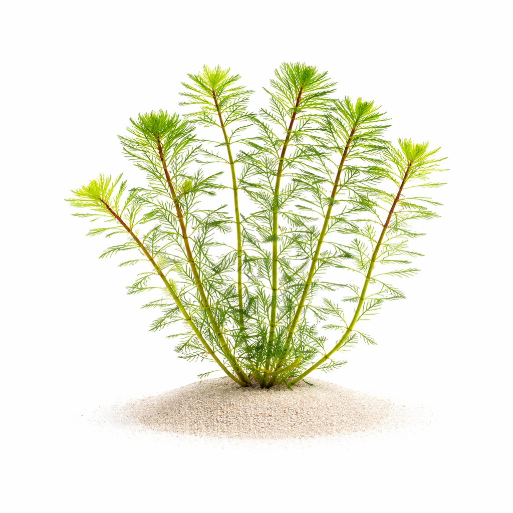 Lush green Myriophyllum papillosum (Dwarf Parrot's Feather) growing in a cluster, showing the dense, bushy growth pattern ideal for aquarium backgrounds.