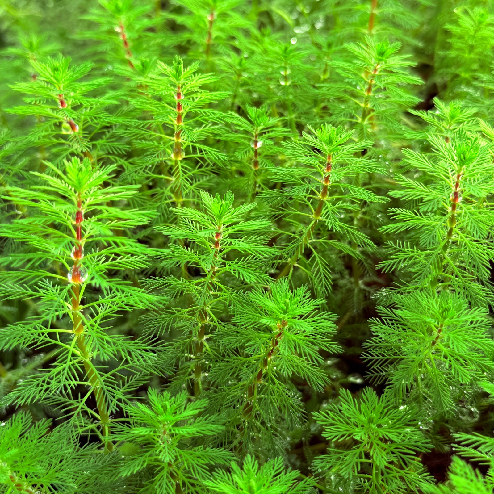 Vibrant green Dwarf Parrot's Feather (Myriophyllum papillosum) aquarium plant featuring delicate, feathery needle-like foliage in a lush aquatic environment.