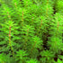 Vibrant green Dwarf Parrot's Feather (Myriophyllum papillosum) aquarium plant featuring delicate, feathery needle-like foliage in a lush aquatic environment."