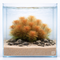 A lush bunch of Myriophyllum sp. 'Roraima' featuring delicate, feathery orange and reddish-brown foliage, perfect as a colorful background plant in a planted aquarium.