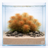 A lush bunch of Myriophyllum sp. 'Roraima' featuring delicate, feathery orange and reddish-brown foliage, perfect as a colorful background plant in a planted aquarium.