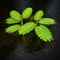 Water Mimosa (Neptunia oleracea), a unique floating aquarium plant with delicate fern-like leaves that close when touched. Perfect for ponds and freshwater aquariums.
