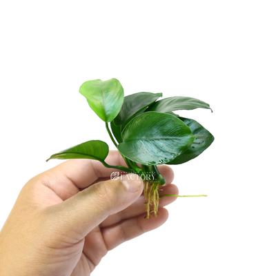 Originating from West Africa, Anubias barteri is a rhizomatous plant that grows horizontally, with its roots firmly attached to rocks or driftwood. The leaves of Anubias barteri 'Diamond' are elongated and have a pointed shape. They exhibit an attractive pattern of veins, which complements the overall appearance of the plant.