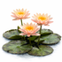 Three peach and salmon colored Nymphaea Colorado hardy water lily blooms with a small bud on mottled green lily pads.