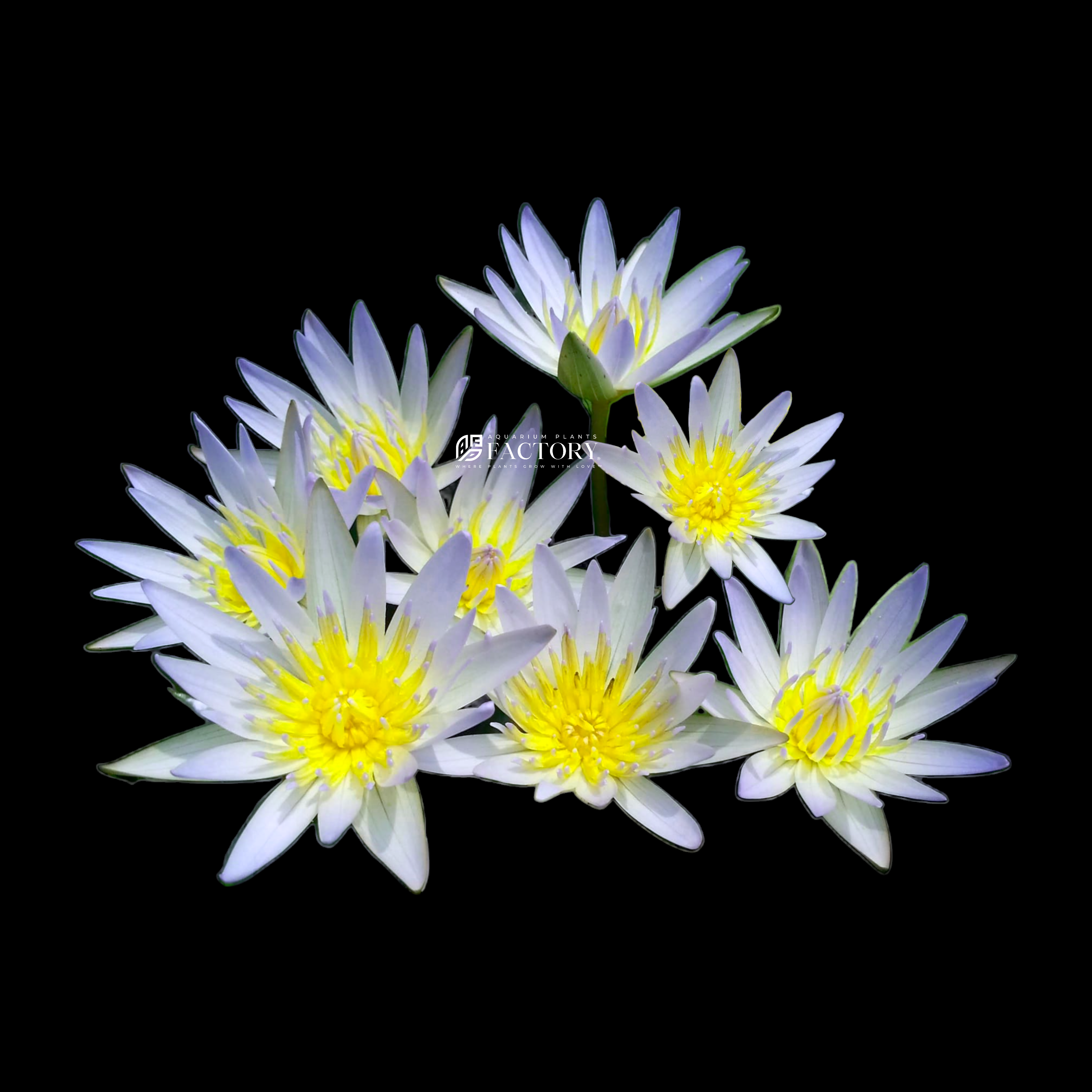 Nymphaea daubeniana, also known as Nymphaea Daubenyana or Nymphaea Dauben, is a stunning tropical water lily with elegant white and blue flowers. Its delicate blooms gracefully float on the water's surface, adding a touch of beauty to ponds and lakes. This aquatic plant is cherished for its tranquil presence and is a favorite among water garden enthusiasts.