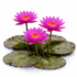 Three vibrant pink Nymphaea Evelyn Randig tropical water lily blossoms with yellow centers blooming above purple-mottled green lily pads on a white background.
