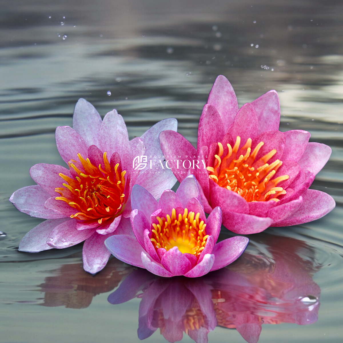 Nymphaea Fabiola water plant, photo 3