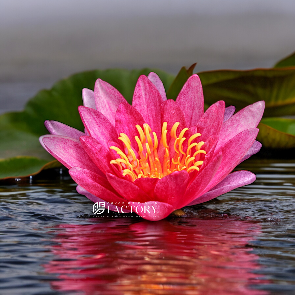 Nymphaea Gloriosa water plant