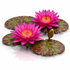 Nymphaea Hot Pink tropical water lily with vibrant pink blooms and green floating leaves on a clean white background