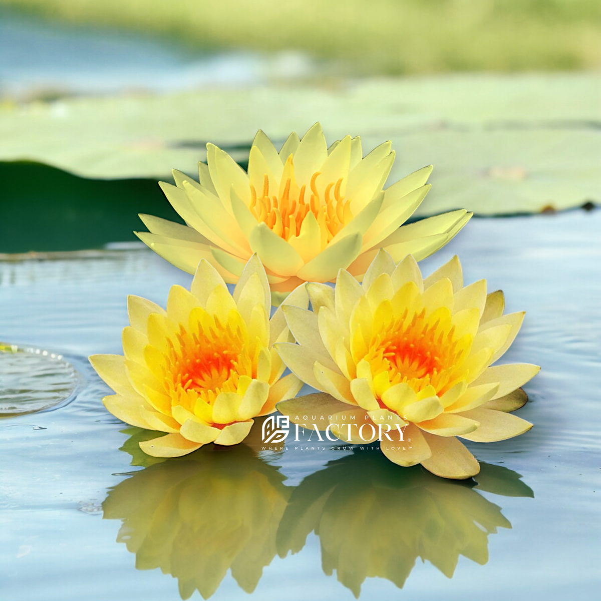 Nymphaea Inner Light water plant