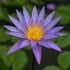 Close-up of Nymphaea ‘Islamorada’ tropical purple water lily with white speckles