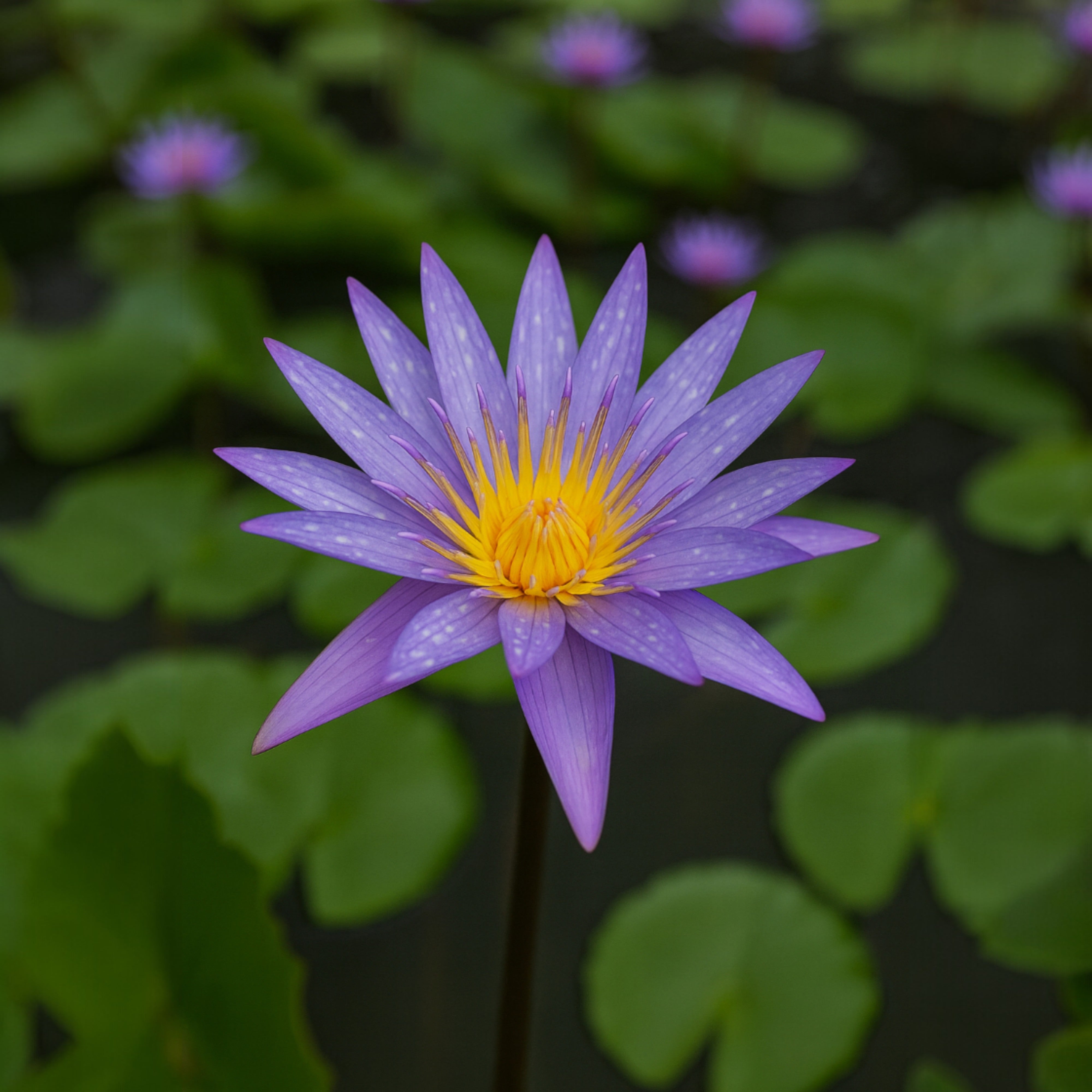 Purple water lily Nymphaea ‘Islamorada’ blooming in a pond with green lily pads