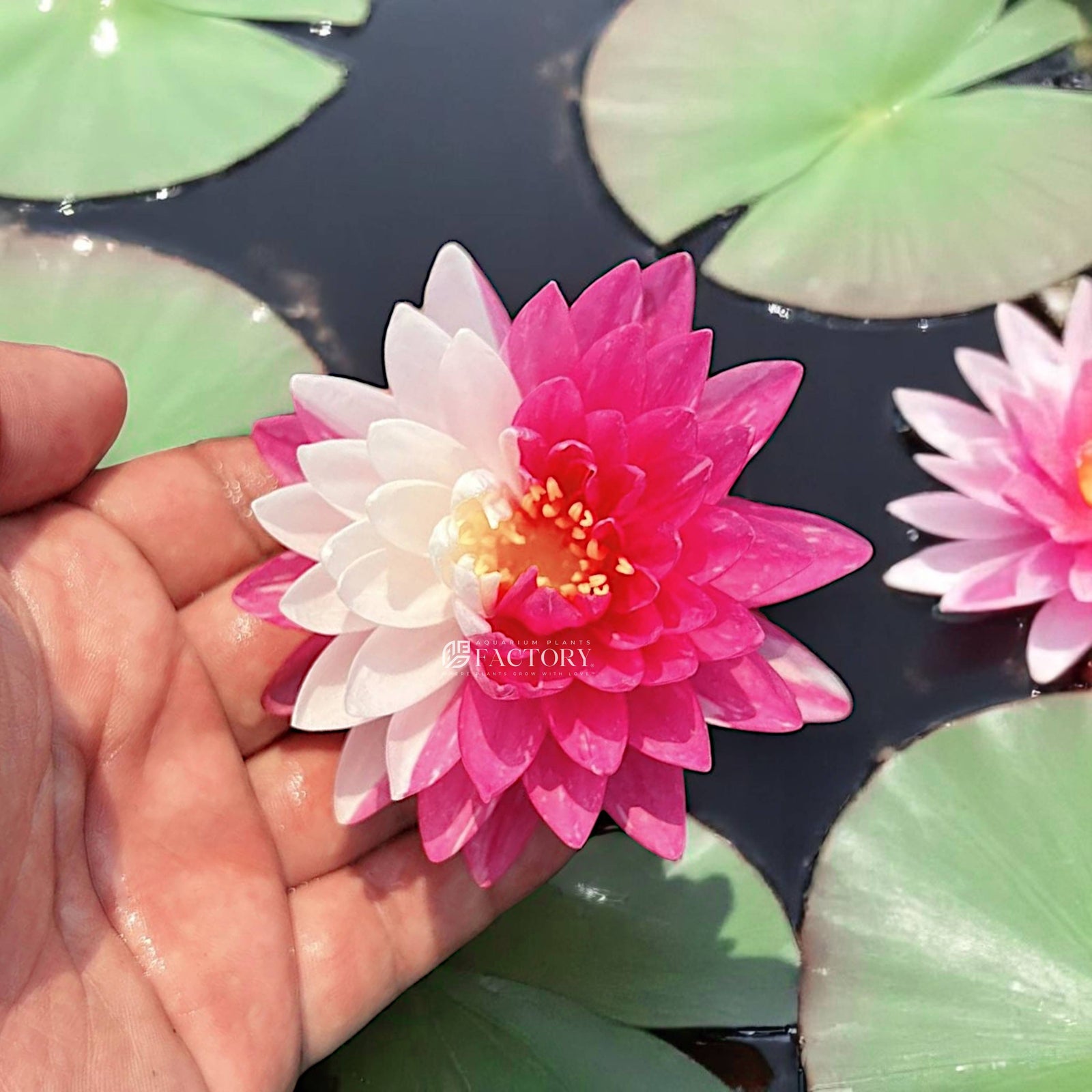Nymphaea Jakkaphong | Pink + White Hardy Water Lily