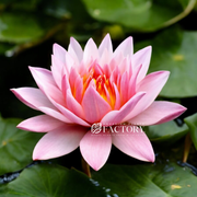 Nymphaea Madame Wilfron Gonnere water plant